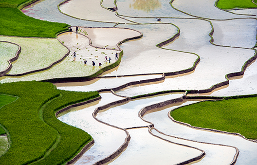 Riziculture inondée de la région de Mu Cang Chai au Vietnam © Denis Chambon