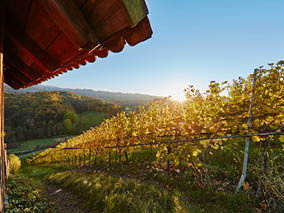 Weingenuss - Steiermark