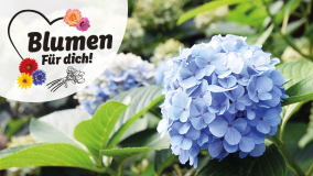 Blumen für dich