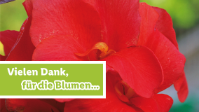 Blumen für dich