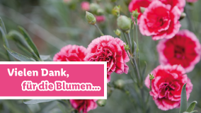 Blumen für dich