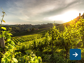 WEINGENUSS - SÜDBURGENLAND