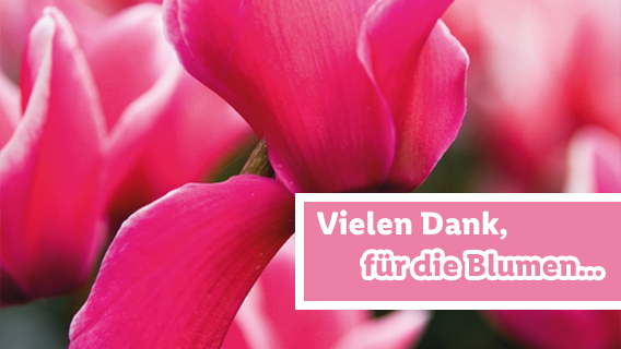 Blumen zum Lidl Preis