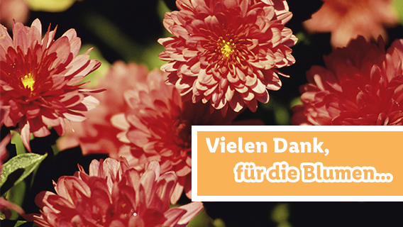 Blumen zum Lidl Preis