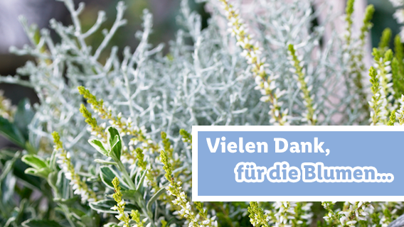 Blumen zum Lidl Preis