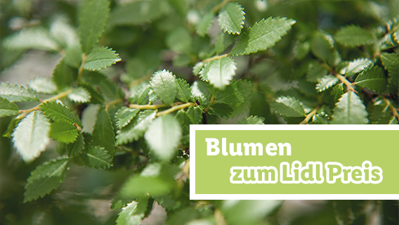 Blumen zum Lidl Preis