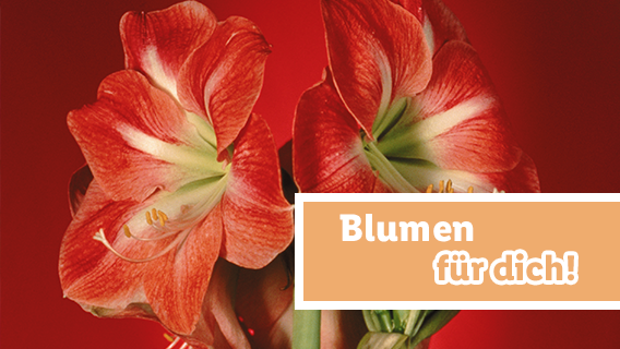 Blumen zum Lidl Preis