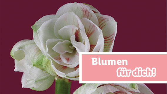 Blumen zum Lidl Preis