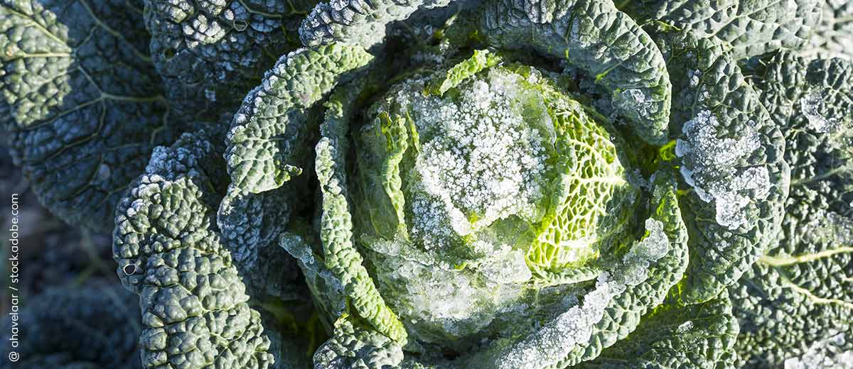 Abbildung: Kohlkopf mit Frost