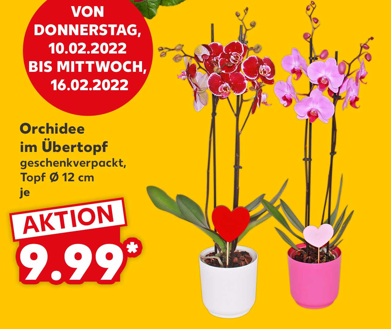 Orchidee im Übertopf, geschenkverpackt, Topf Ø 12 cm, je 9.99 Euro*; Störer: VON DONNERSTAG, 10.02.2022 BIS MITTWOCH, 16.02.2022