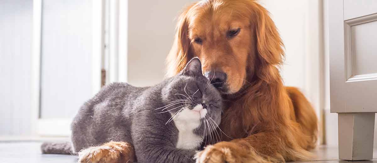 Abbildung: Ein Hund und eine Katze liegen nebeneinander