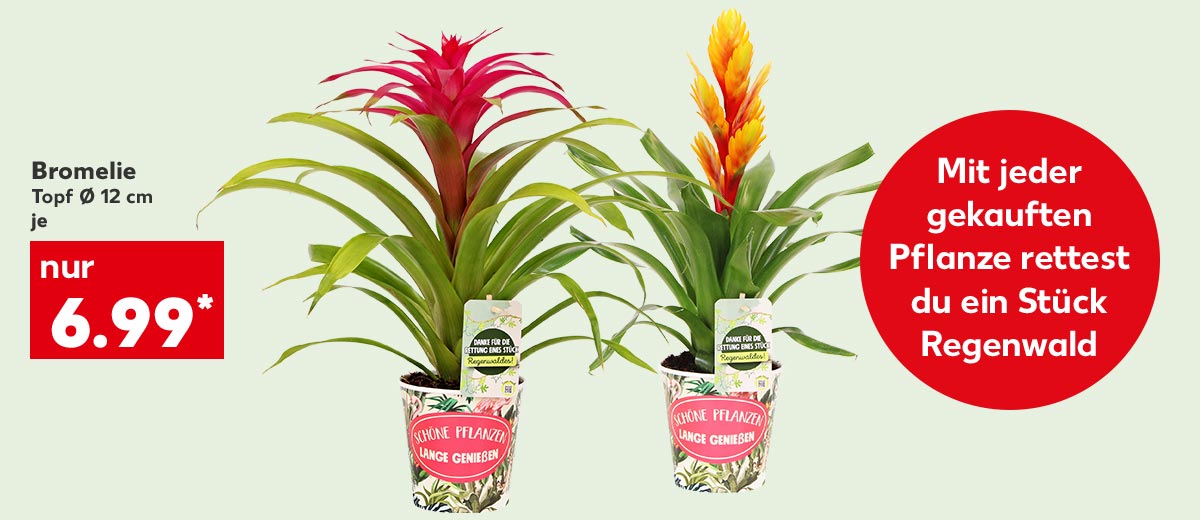 Bromelie, versch. Sorten, Topf Ø 12 cm, je für 6.99 Euro*; Störer: Mit jeder gekauften Pflanze rettest du ein Stück Regenwald