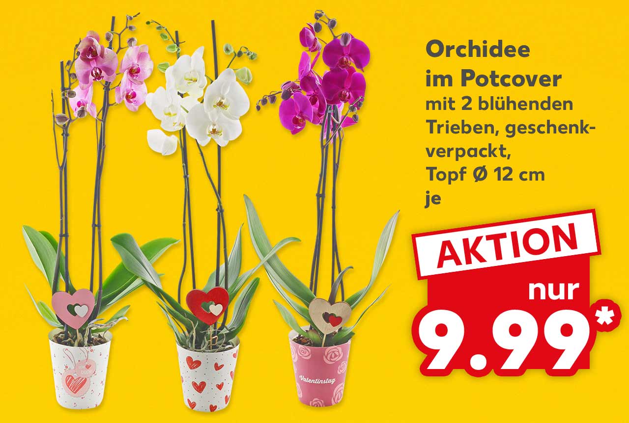 Orchidee im Potcover, versch. Sorten und Ausführungen, mit 2 blühenden Trieben, geschenkverpackt, Topf Ø 12 cm, je für 9.99 Euro*