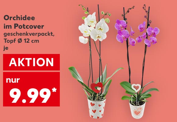 Orchidee im Potcover, versch. Farben, geschenkverpackt, Topf Ø 12 cm, je für 9.99 Euro*