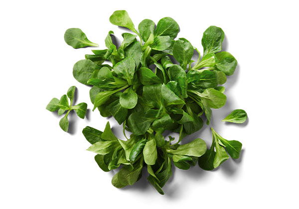 Ital./franz. Feldsalat