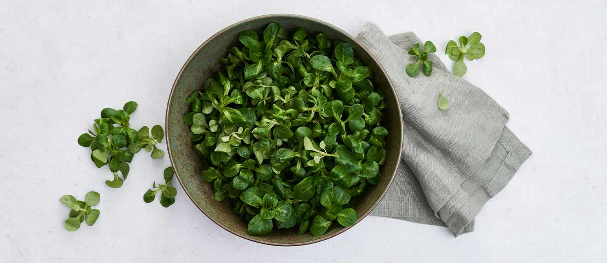 Abbildung: Feldsalat