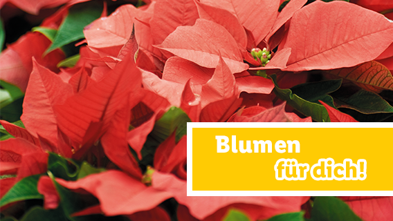 Blumen zum Lidl Preis