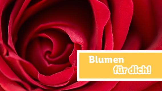 Blumen zum Lidl Preis