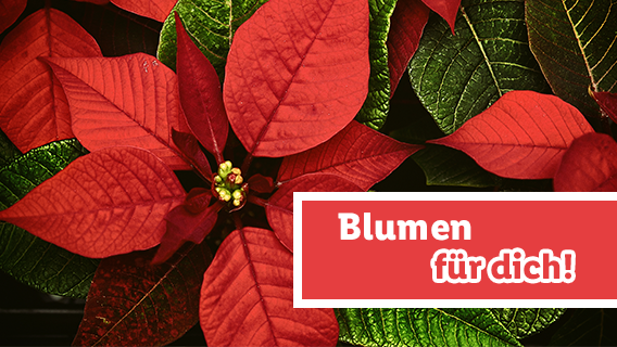 Blumen für dich