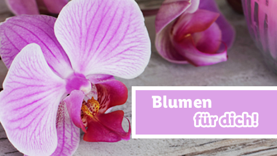 Blumen zum Lidl Preis