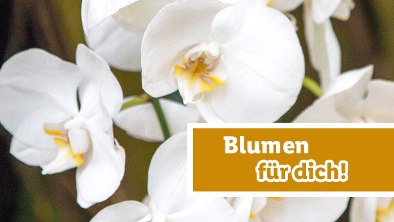 Blumen für dich