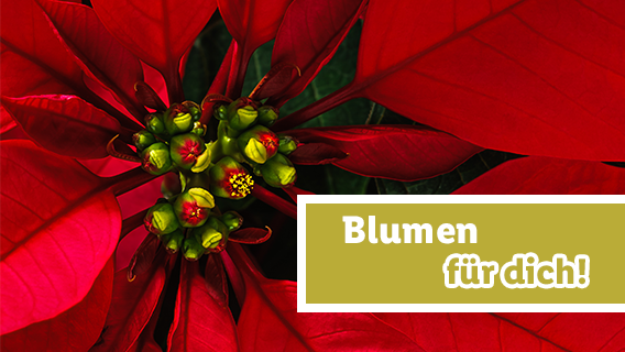 Blumen für dich