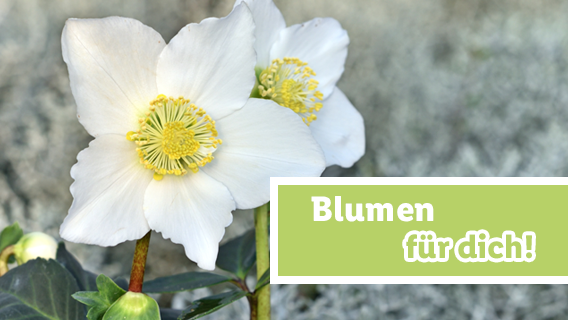 Blumen für dich