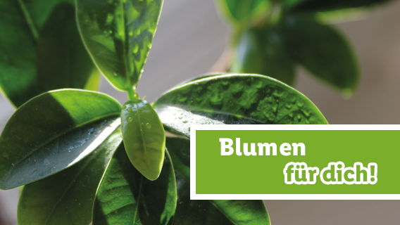 Blumen für dich