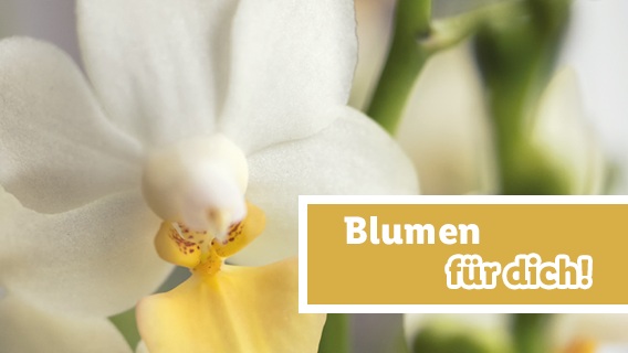 Blumen für dich