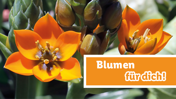Blumen für dich