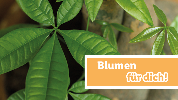 Blumen für dich