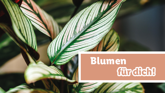 Blumen für dich