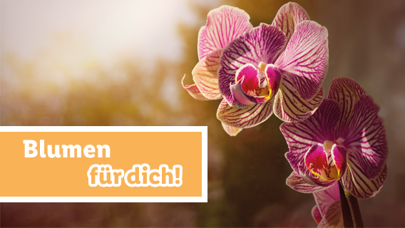 Blumen für dich