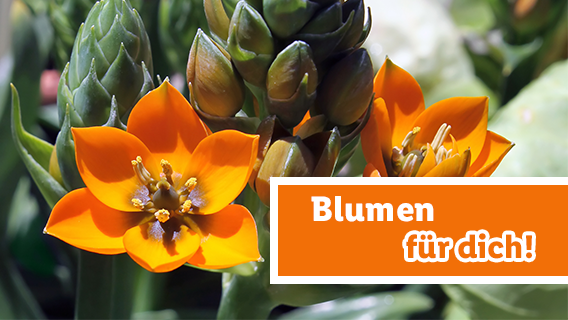 Blumen für dich