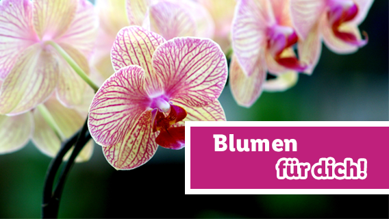 Blumen für dich