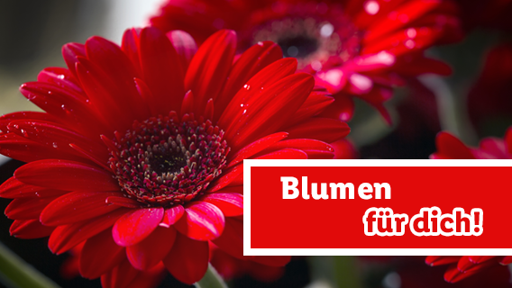Blumen für dich