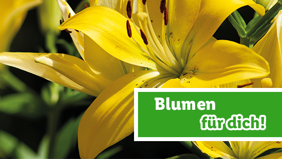 Blumen für dich