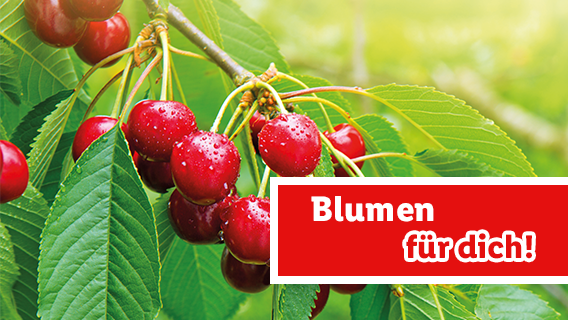 Blumen für dich
