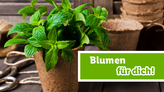 Blumen für dich