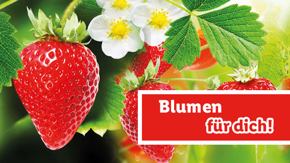 Blumen für dich