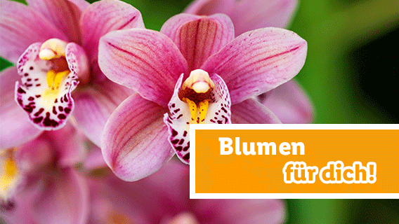 Blumen für dich