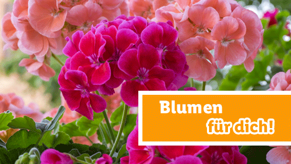 Blumen für dich