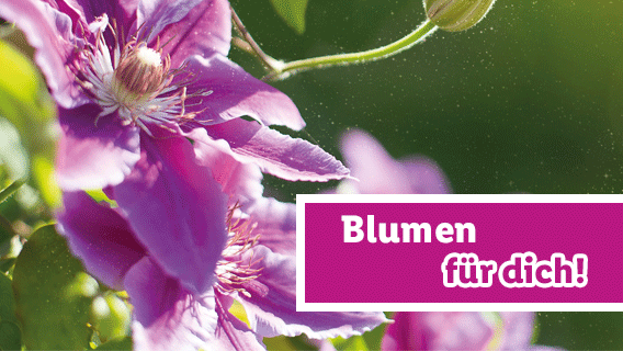 Blumen für dich