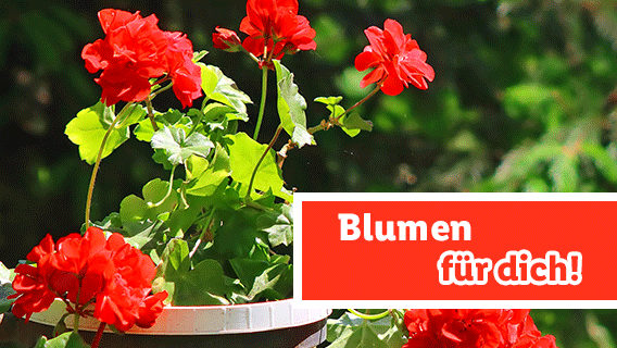 Blumen für dich