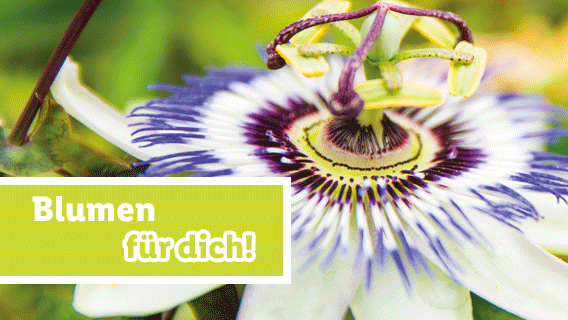 Blumen für dich