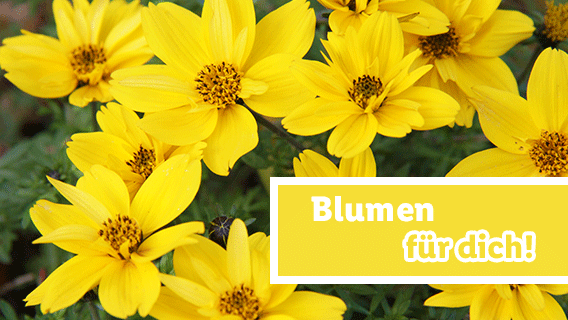 Blumen für dich