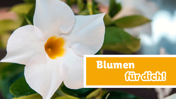 Blumen für dich