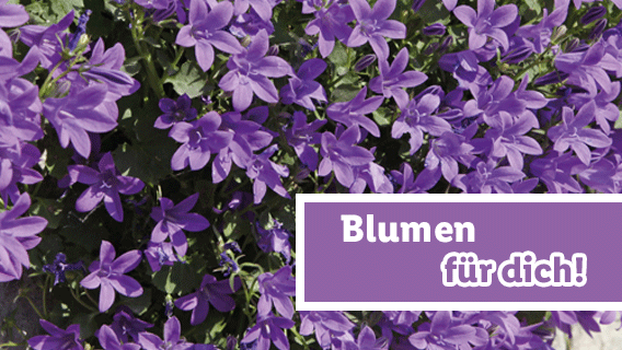 Blumen für dich