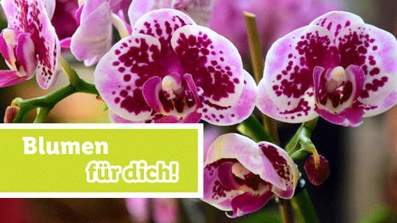 Blumen zum Lidl Preis