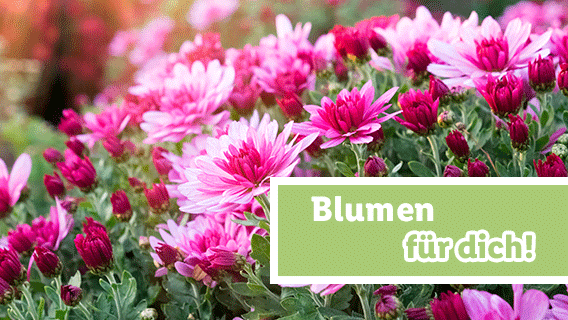 Blumen